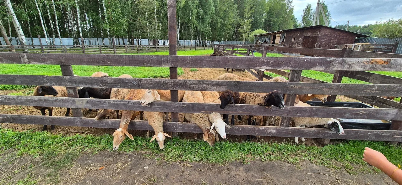 Фото Оленья ферма "Северный олень" - развлечение в Москве | Досугатор